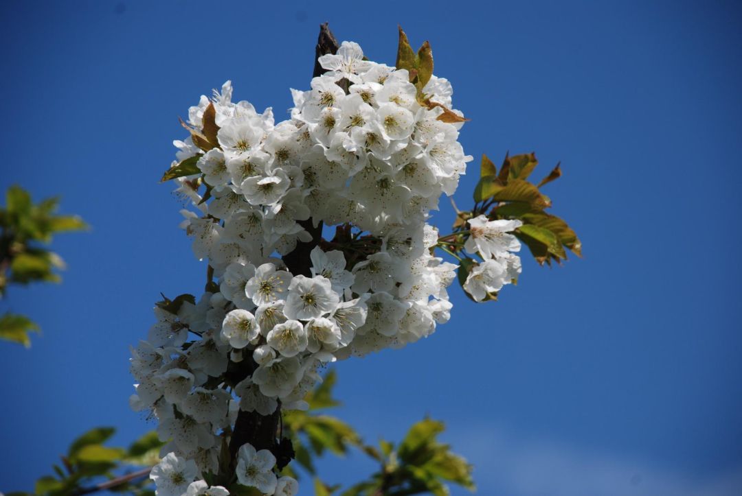 Afbeelding bij Betuwse Lentetocht